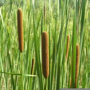 Typha angustifolia - afbeelding 2