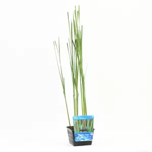 Typha latifolia - afbeelding 2