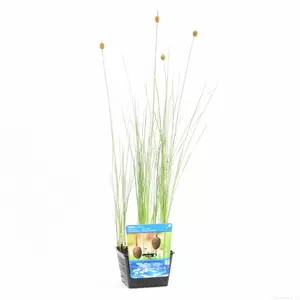 Typha minima - afbeelding 1