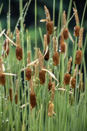 Typha minima - afbeelding 2