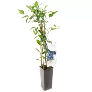 Vaccinium corymbosum Bluecrop - afbeelding 2