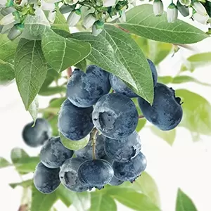 Vaccinium corymbosum Bluecrop - afbeelding 2