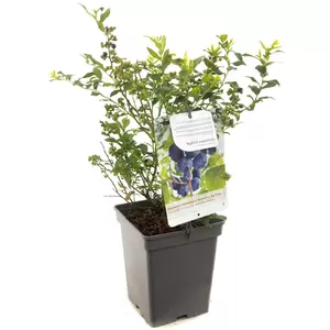 Vaccinium corymbosum Hortblue Petit - afbeelding 1