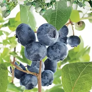 Vaccinium corymbosum Hortblue Petit - afbeelding 2