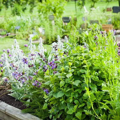 Vaste planten