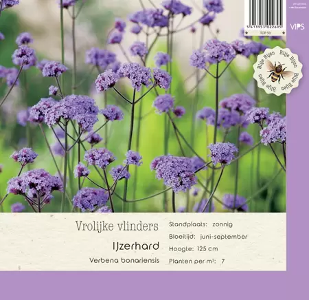 VIPS Verbena bonariensis P9