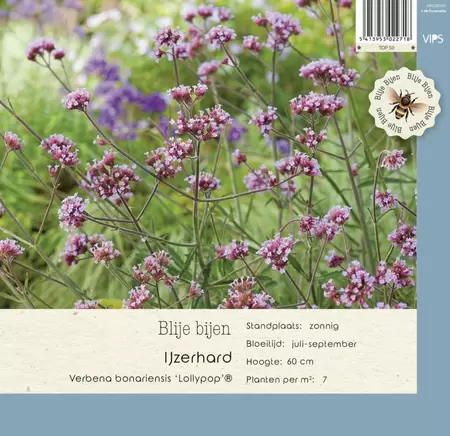 VIPS Verbena bonariensis Lollypop® P9