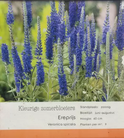 VIPS Veronica spicata p9