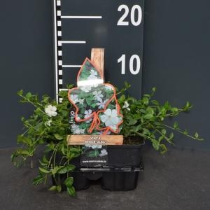 Vinca minor 'Alba' 4-pack