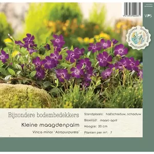 VIPS Vinca minor Atropurpurea P9