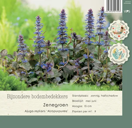 VIPS Ajuga reptans Atropurpurea p9