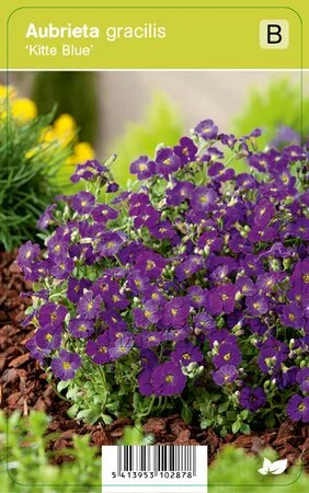 VIPS Aubrieta gracilis Kitte Blue P9