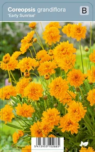 VIPS Coreopsis gran Early Sunrise P9