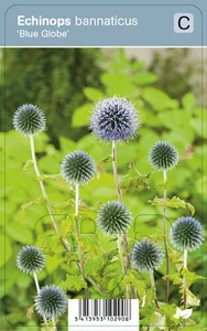 VIPS Echinops bannaticus Blue Globe P9