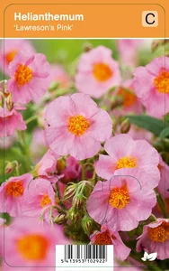 VIPS Helianthemum Lawresons Pink P9