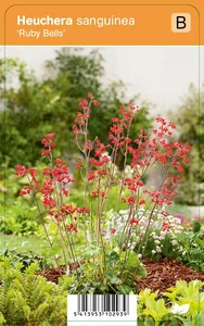 VIPS Heuchera sanguinea Rby Bells P9