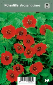 VIPS Potentilla atrosanguinea P9