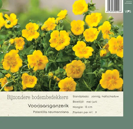 VIPS Potentilla neumanniana p9