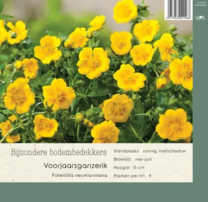 VIPS Potentilla neumanniana p9