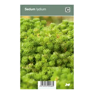 VIPS Sedum lydium P9