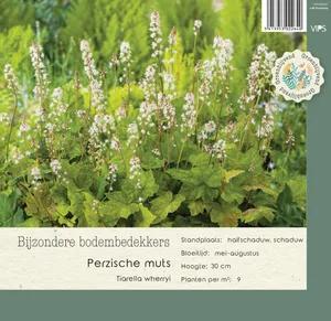 VIPS Tiarella wherryi p9