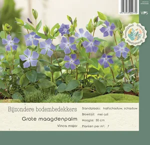VIPS Vinca major P9