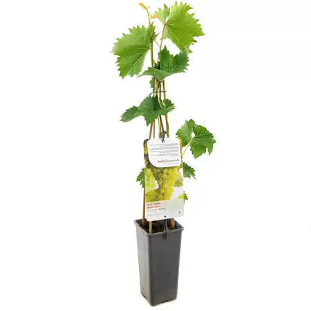 Vitis vinifera Bianca - afbeelding 1