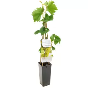 Vitis vinifera Bianca - afbeelding 1