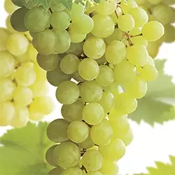 Vitis vinifera Bianca - afbeelding 2