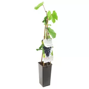 Vitis vinifera Muscat Blue