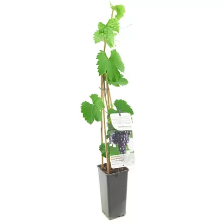 Vitis vinifera Regent - afbeelding 1