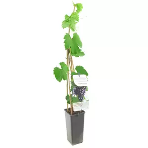 Vitis vinifera Regent - afbeelding 2