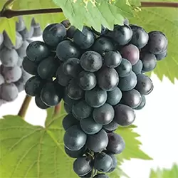 Vitis vinifera Regent - afbeelding 2