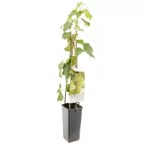 Vitis vinifera Solaris - afbeelding 1