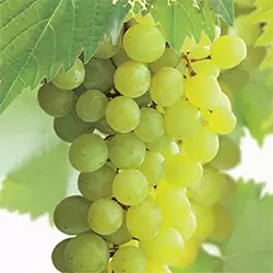 Vitis vinifera Solaris - afbeelding 2