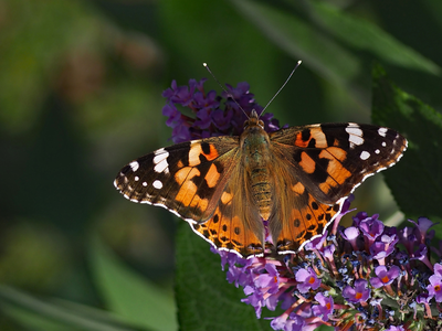Vlinderlokkende planten