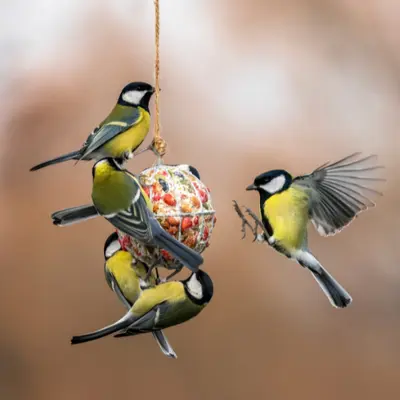 Vogelvoer