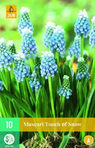 Muscari touch of snow 10st