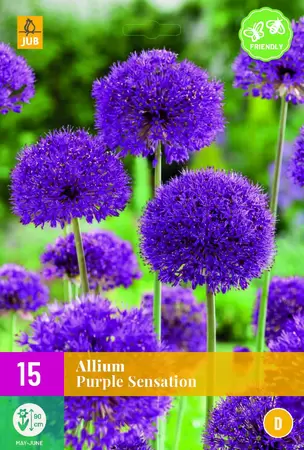 Allium purple sensation 15st