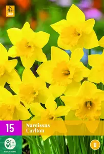Narcissus carlton 15st