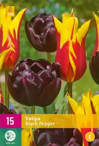 X 15 Tulipa Black Pepper