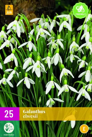 Galanthus elwesii 25st
