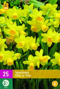 Narcissus tete-a-tete 25st