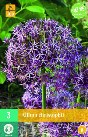 Allium christophii 3st