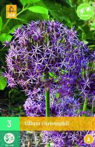 Allium christophii 3st