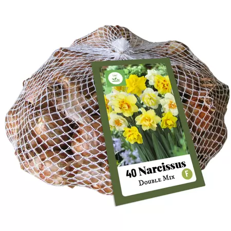 Narcissen dubbel mix 40st
