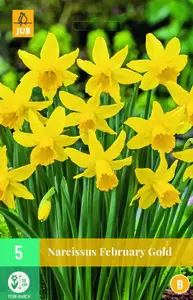 Narcissus february gold 5st