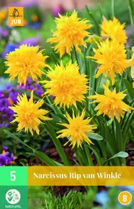 Narcissus rip van winkle 5st