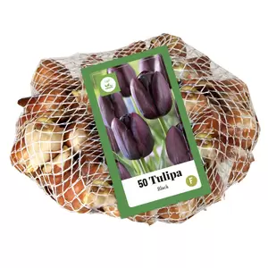 Tulipa zwart 50st