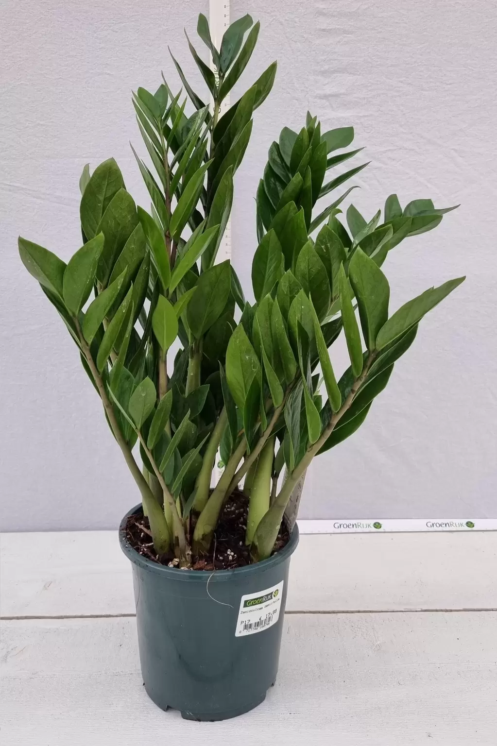 Zamioculcas zamiifolia P17 GroenRijk Beneden Leeuwen | Een mooi tuincentrum nabij Tiel, Nijmegen en Beuningen.